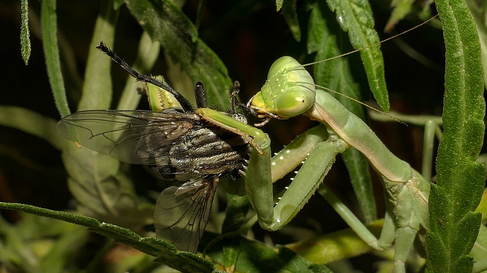 Завтрак чемпиона.