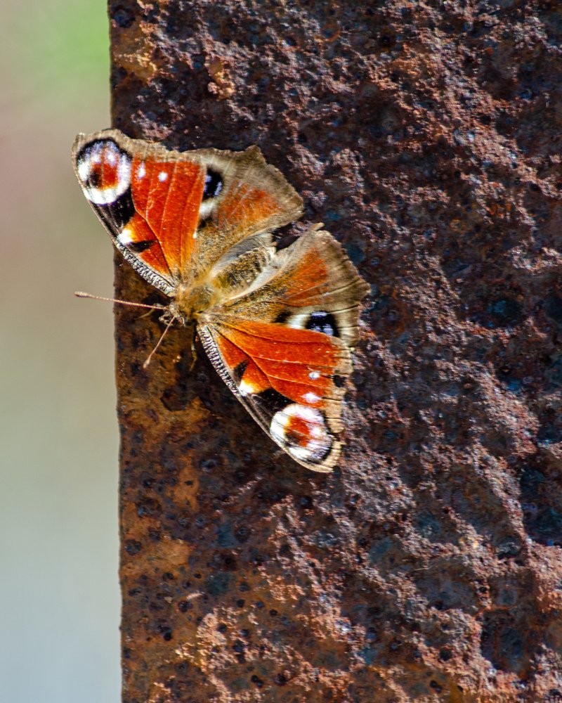 Photograph by Денис Кичев