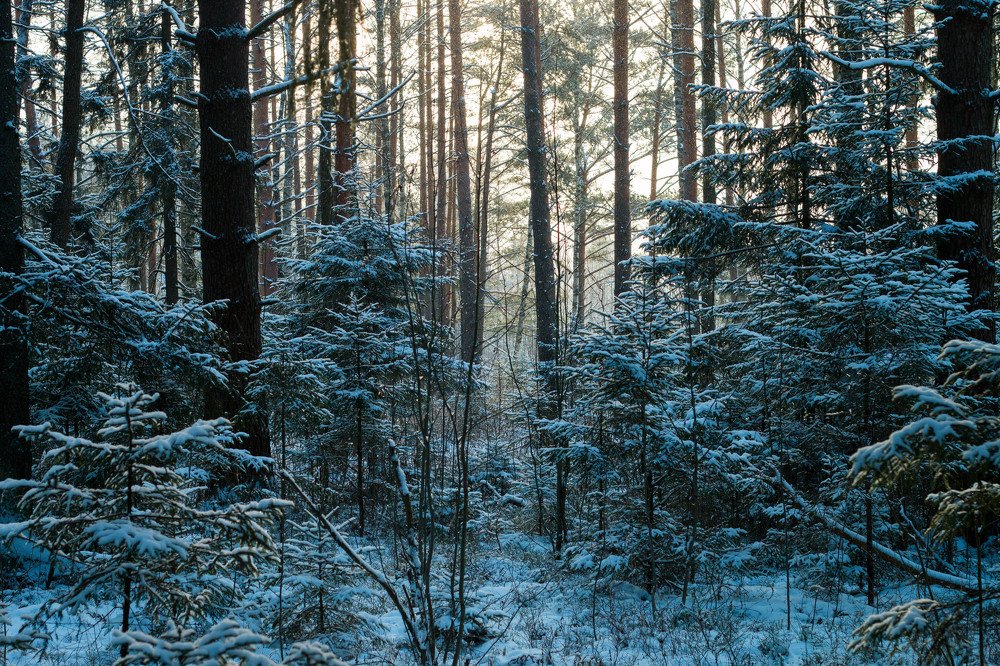 Photograph by Виктория Владимировна