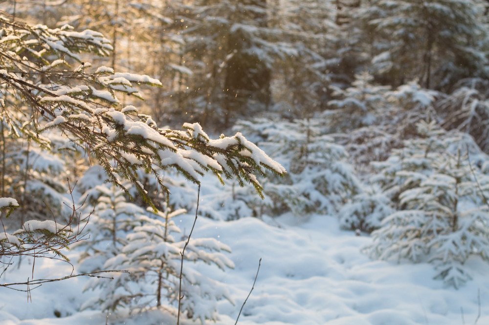 Photograph by Виктория Владимировна