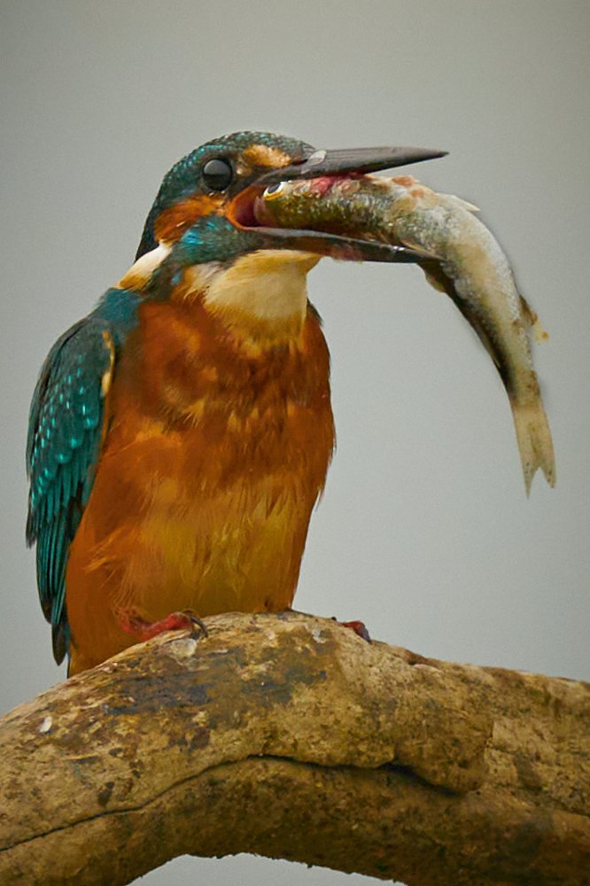 Фотография автора Maurice Leung