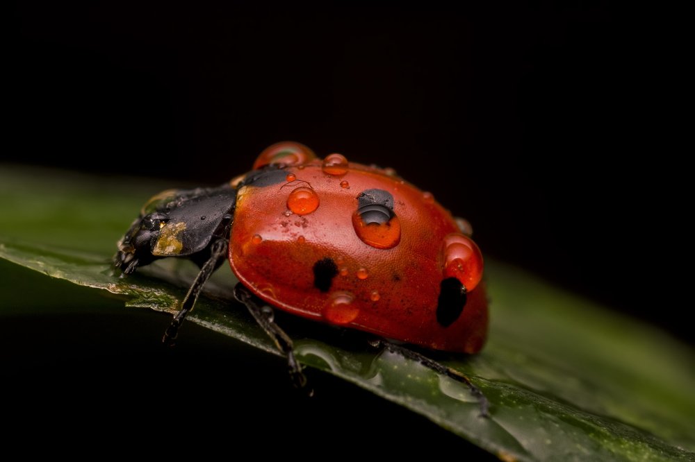 Photograph by Omid Mirshamsi