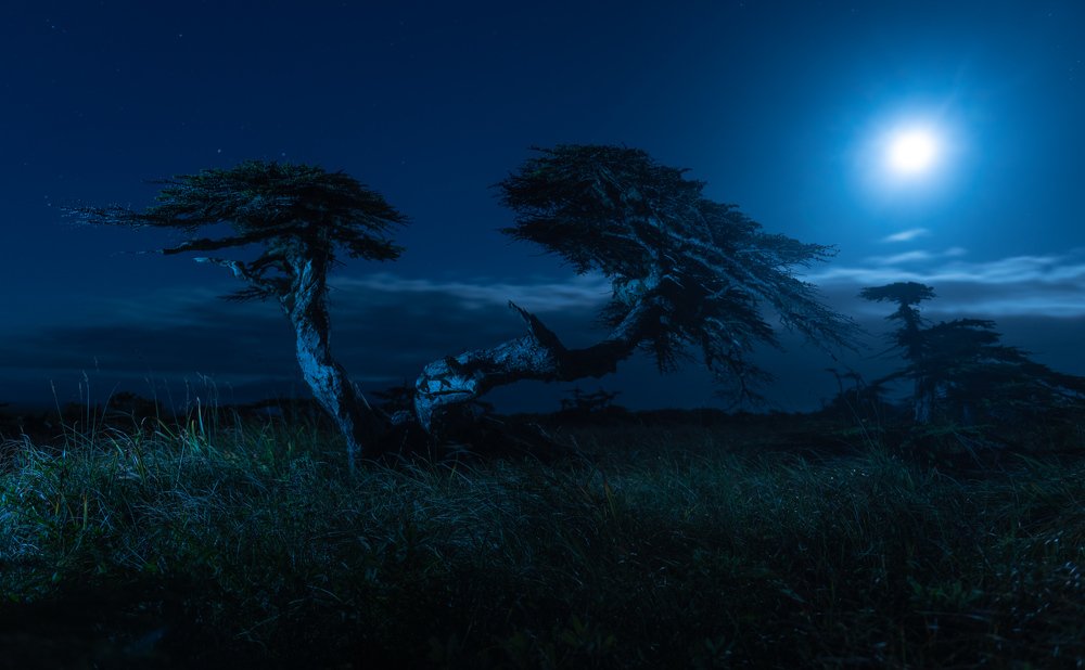 Photograph by Крицак Ольга