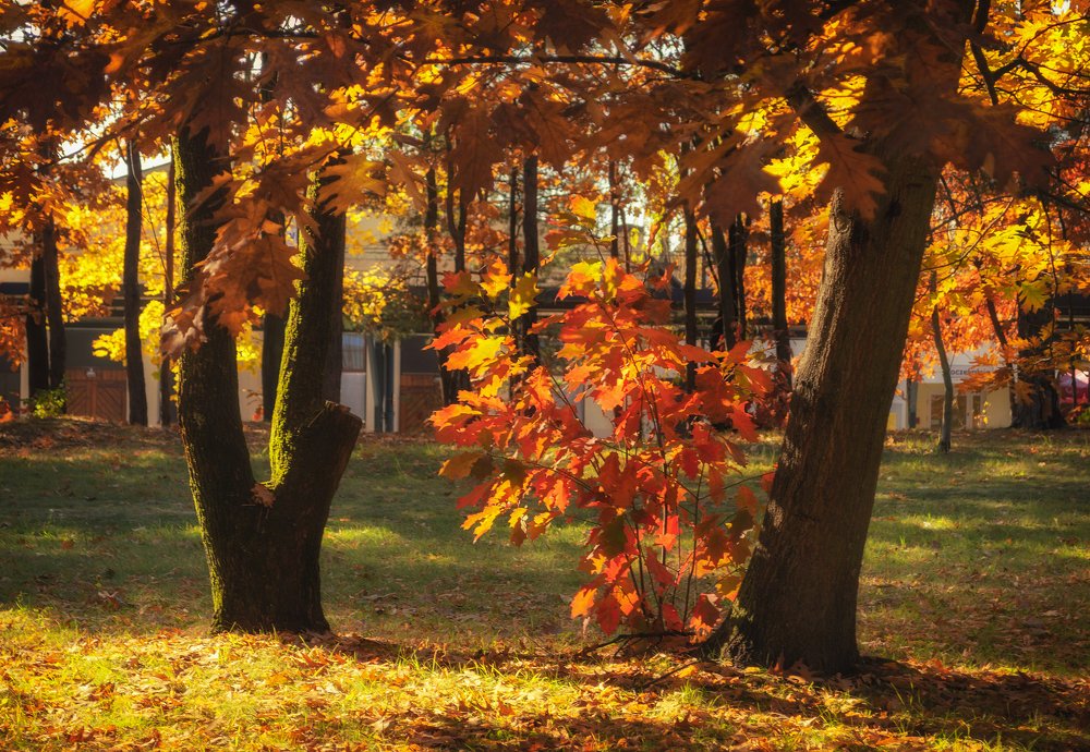 Photograph by Светлана Мельник