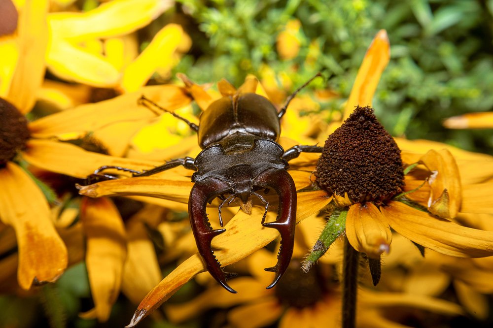 Фотография автора Тамара Нижельская