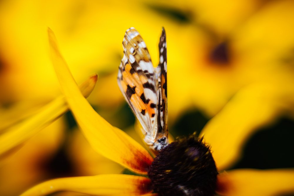 Фотография автора Тамара Нижельская