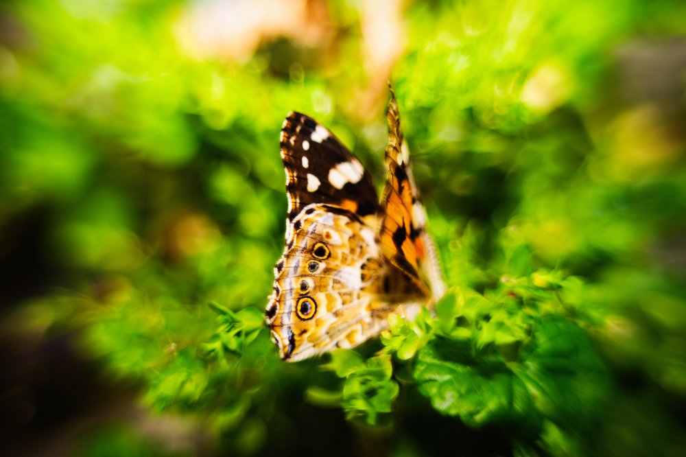 Фотография автора Тамара Нижельская