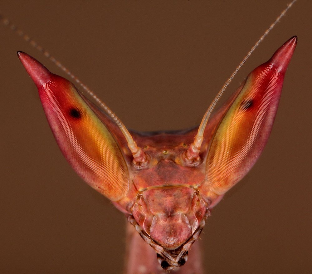 Остроглазый