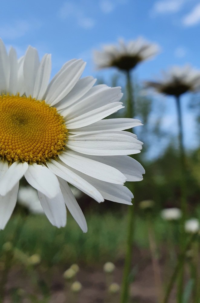 Ромашковое лето