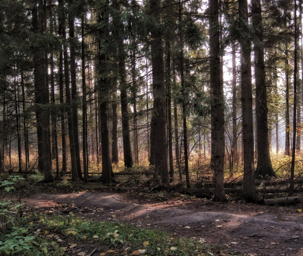 Photograph by Людмила М