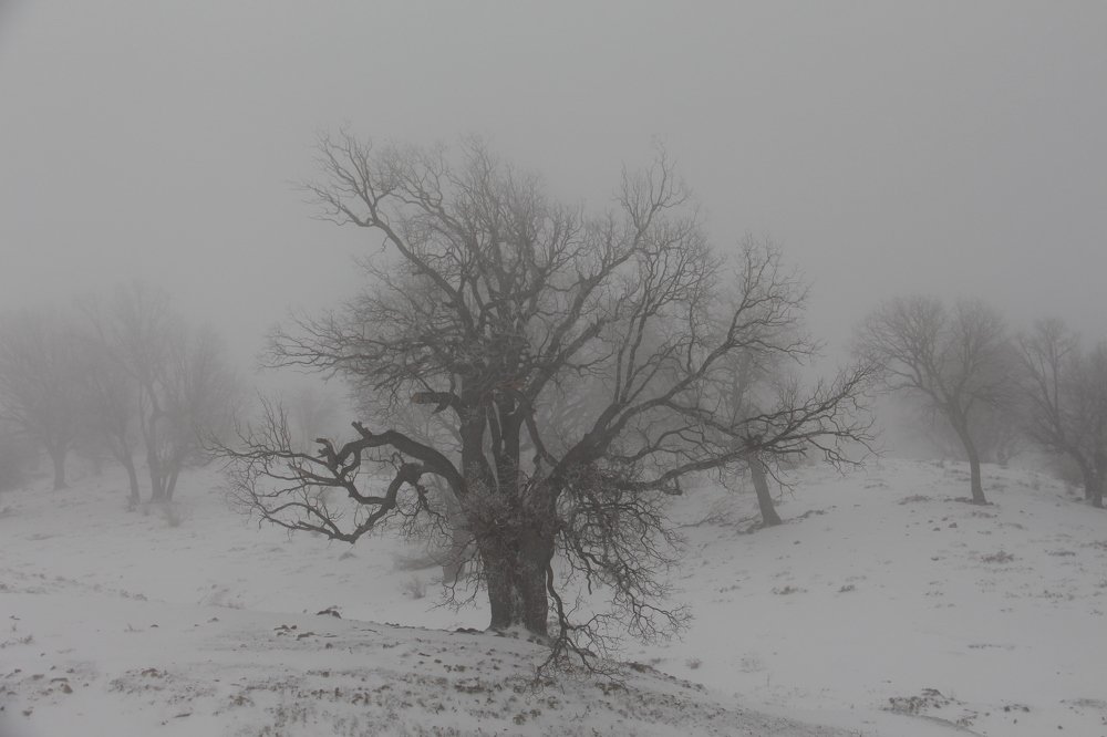 Photograph by mahdiehrazavizadeh mahdiehrazavizadeh