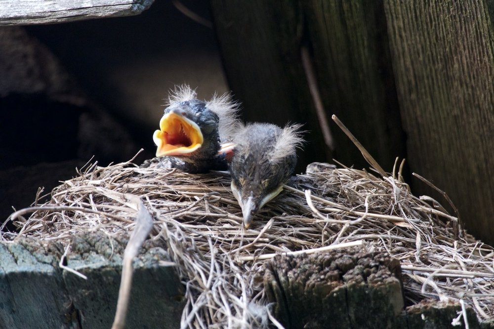 Птенцы дрозда рябинника.