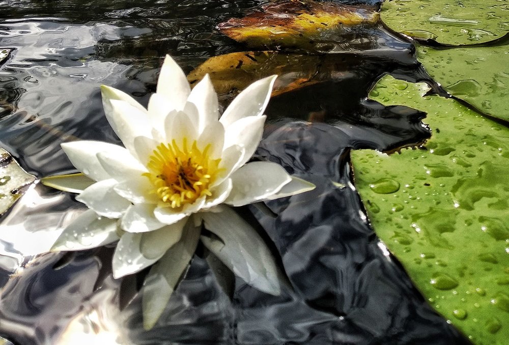 Photograph by Людмила М