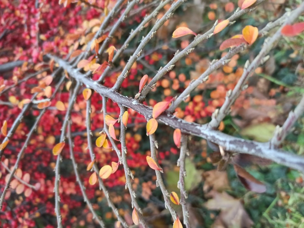 Photograph by Лена Силайчева