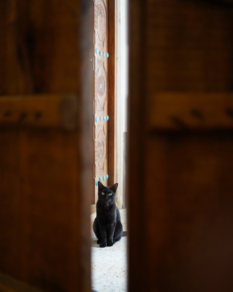 jaguar restless eyes