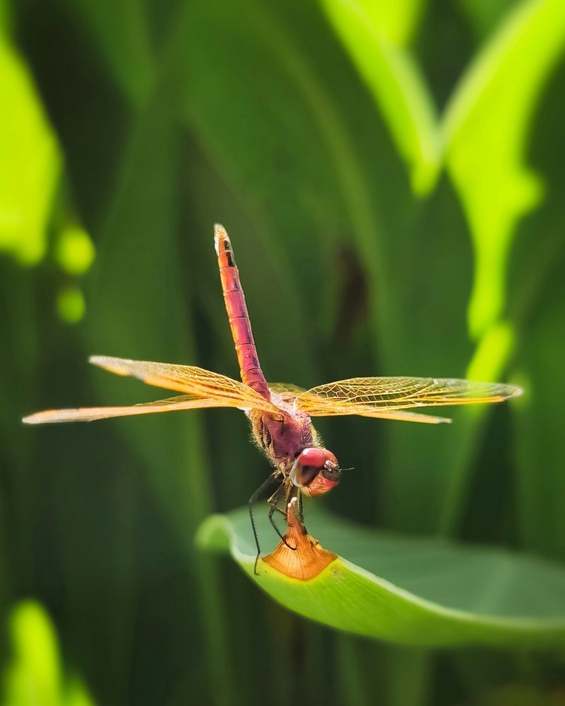 Photograph by Ahmad Shihab