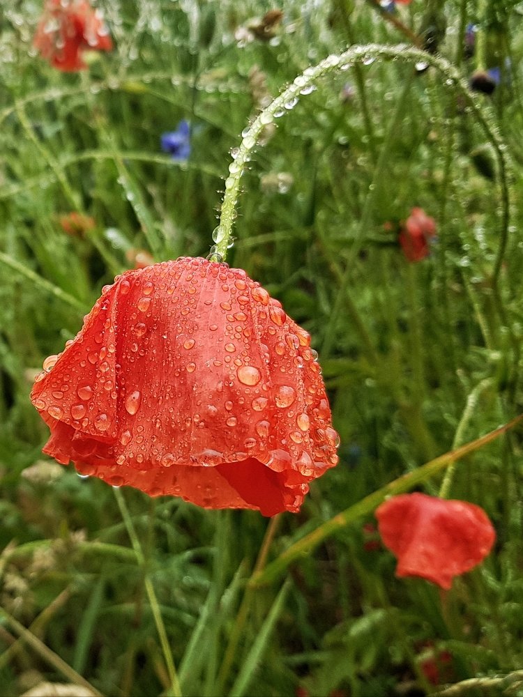 Photograph by Marcin Sokolowski - maarew