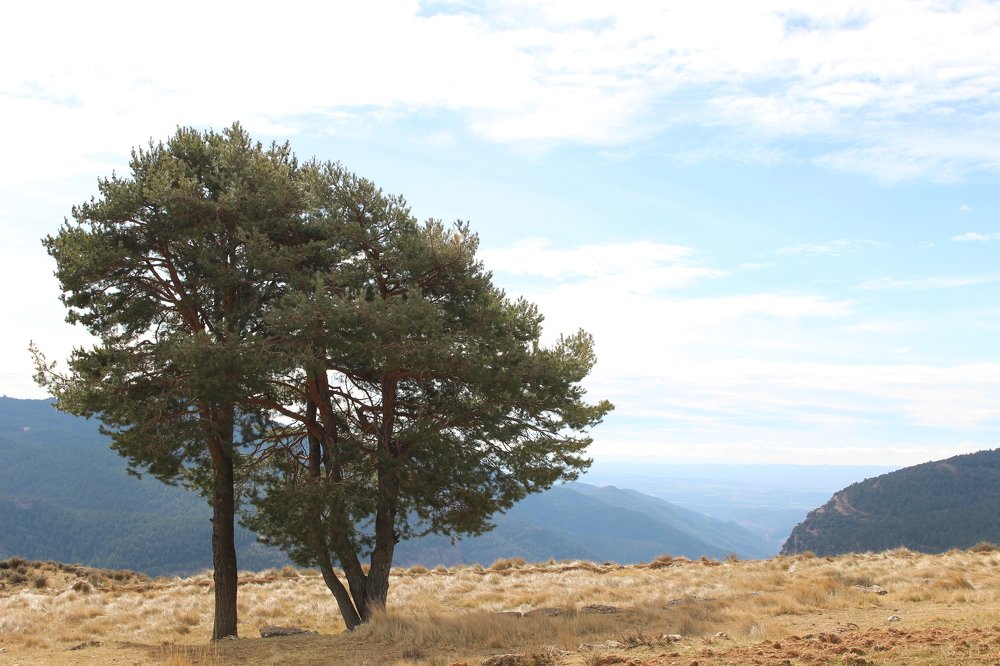 Photograph by CARMEN RAMON CAMI