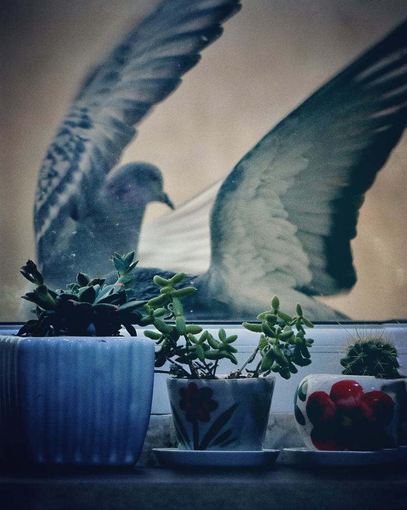 Photograph by Smat Noori