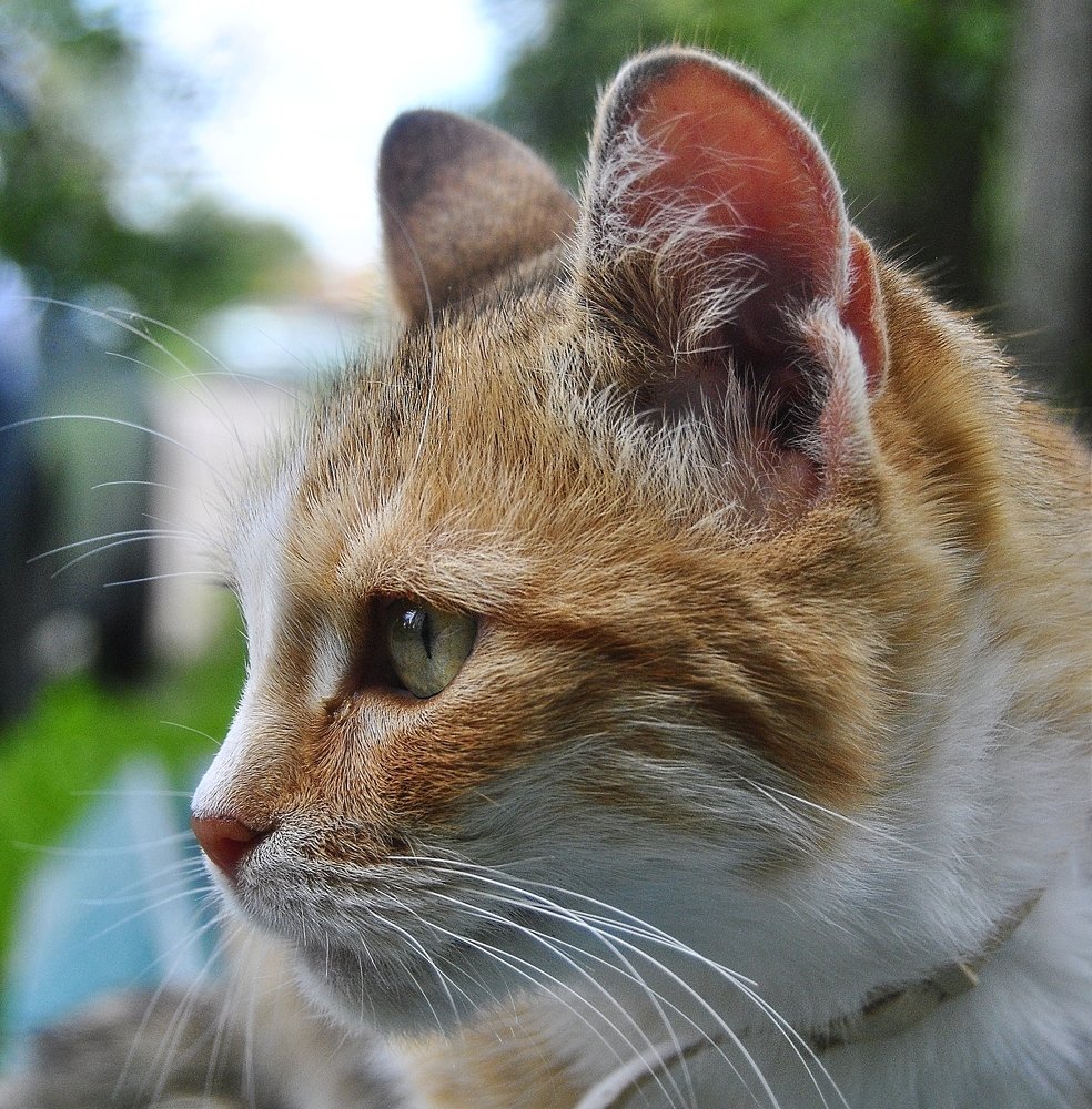 Фотография автора Альбина Хвастунова