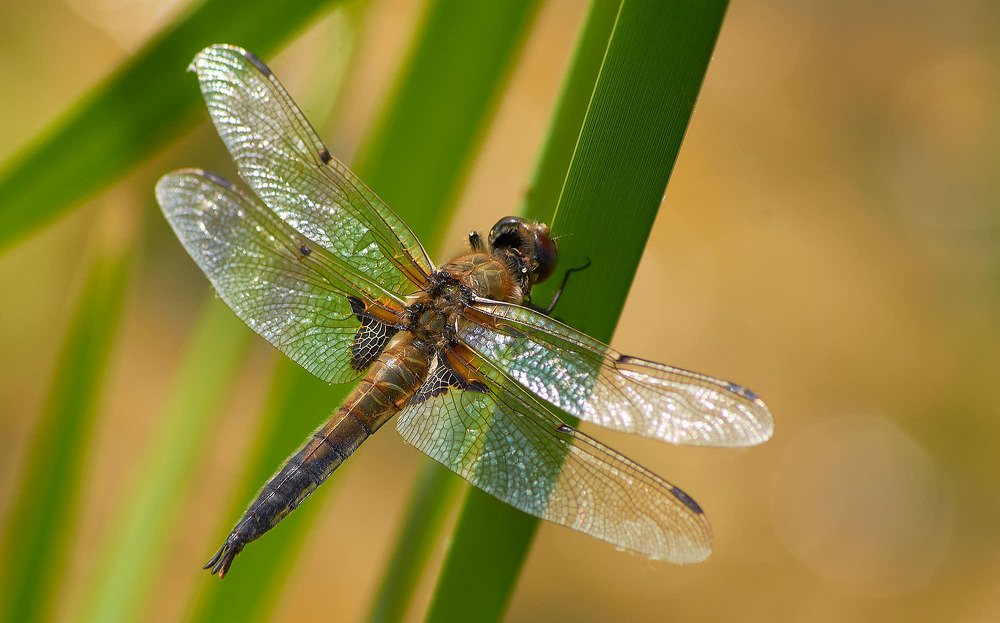 Фотография автора Вячеслав Владимирович