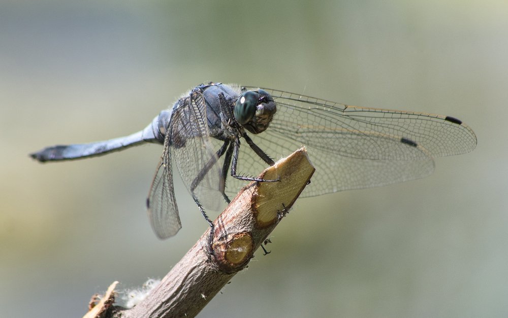 Фотография автора Вячеслав Владимирович