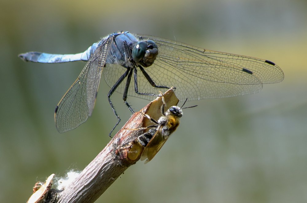 Фотография автора Вячеслав Владимирович