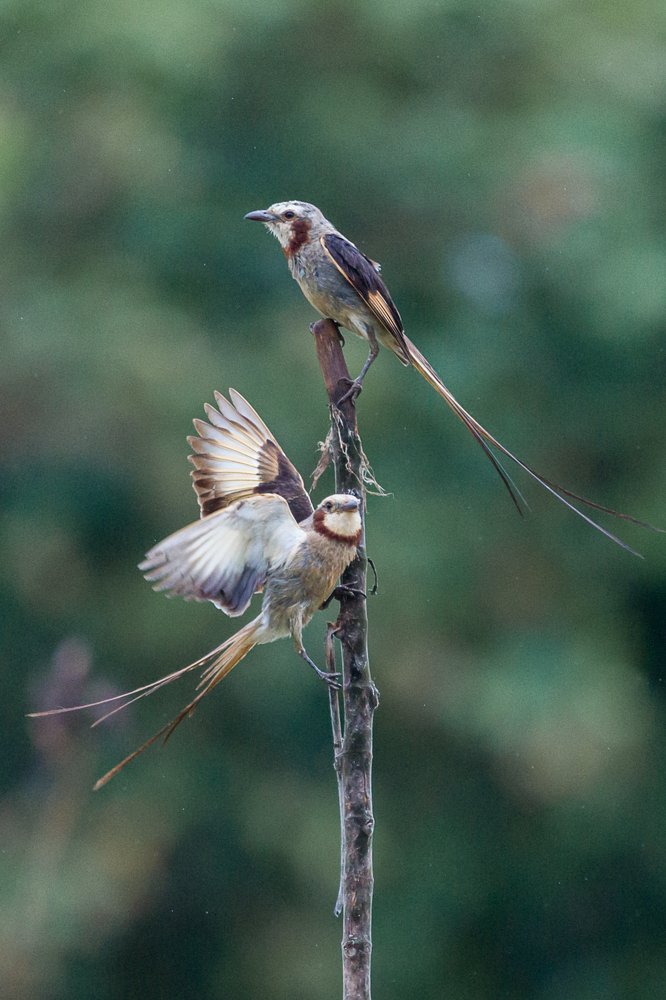 Photograph by Claudio Frateschi