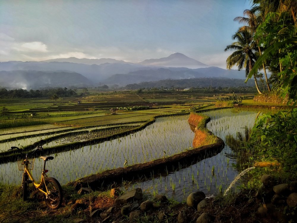 rice field view