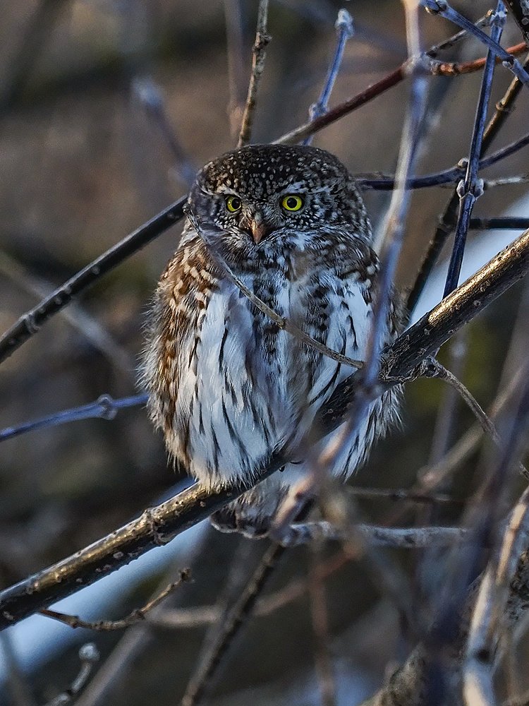 Photograph by Сергей Духанин