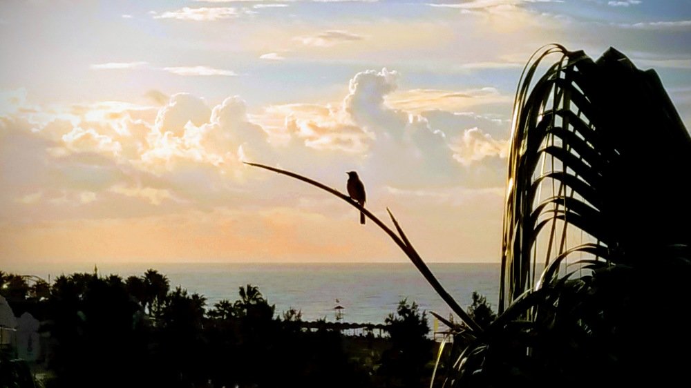 Птичка на фоне моря.