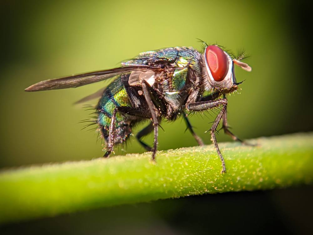 Photograph by Tanvir Ahmed Tanvir