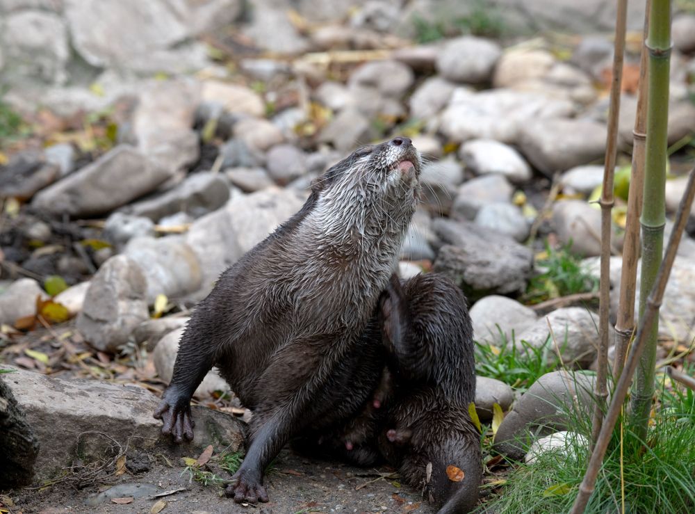otter with itching fur