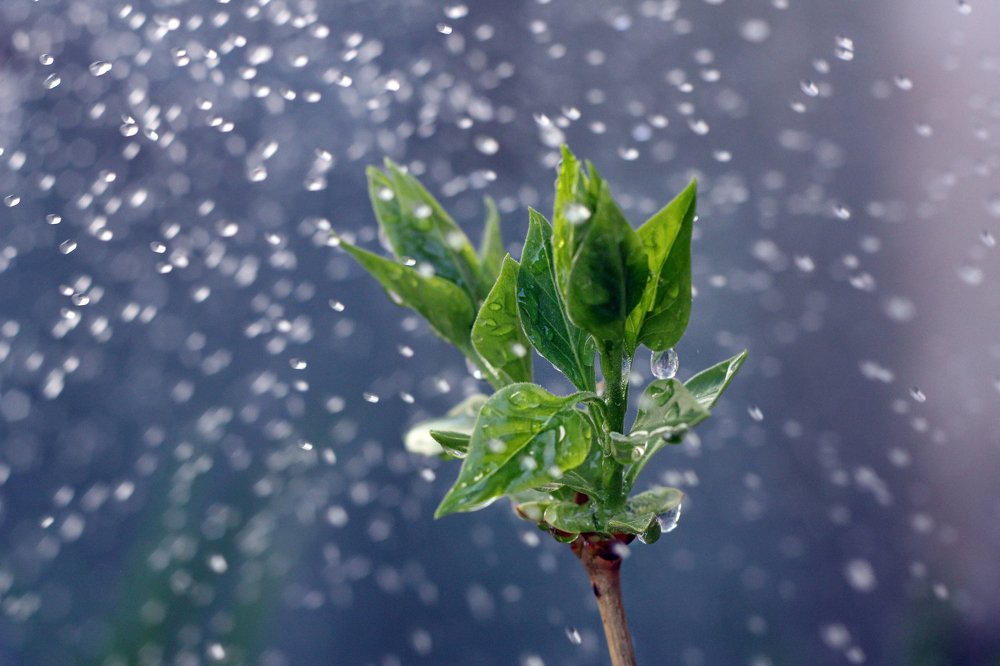 молодая сирень