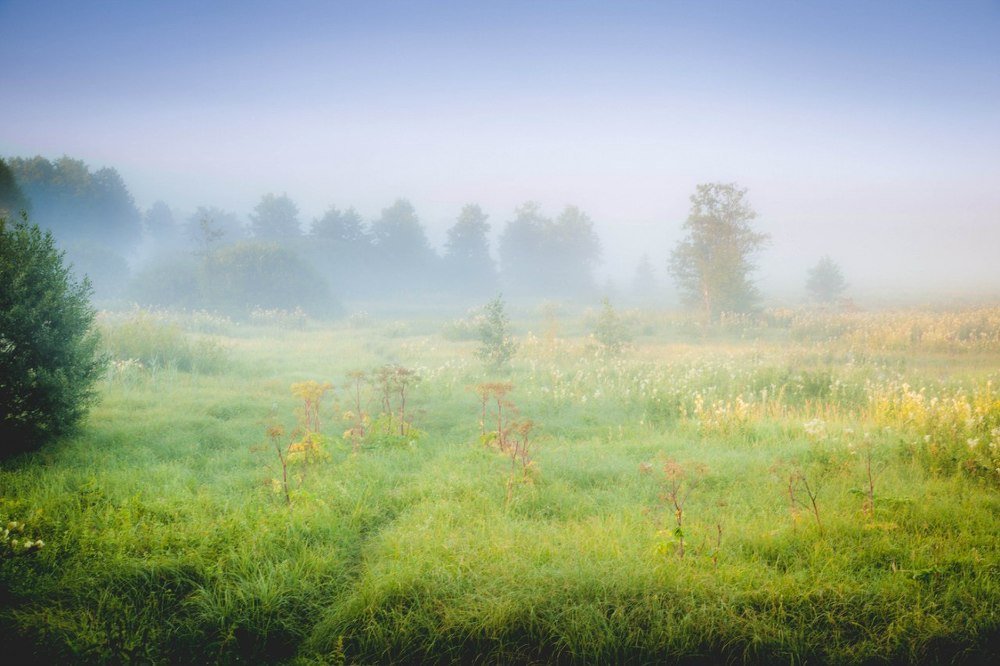 Утро, туман