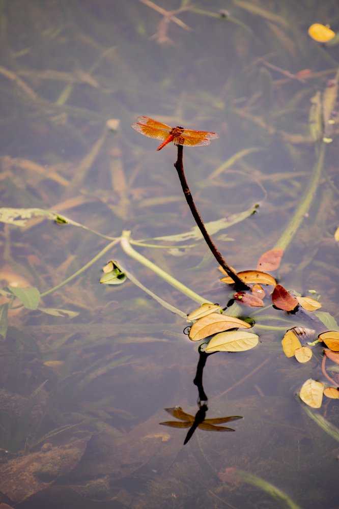 Photograph by Khaja Mainuddin Bablu