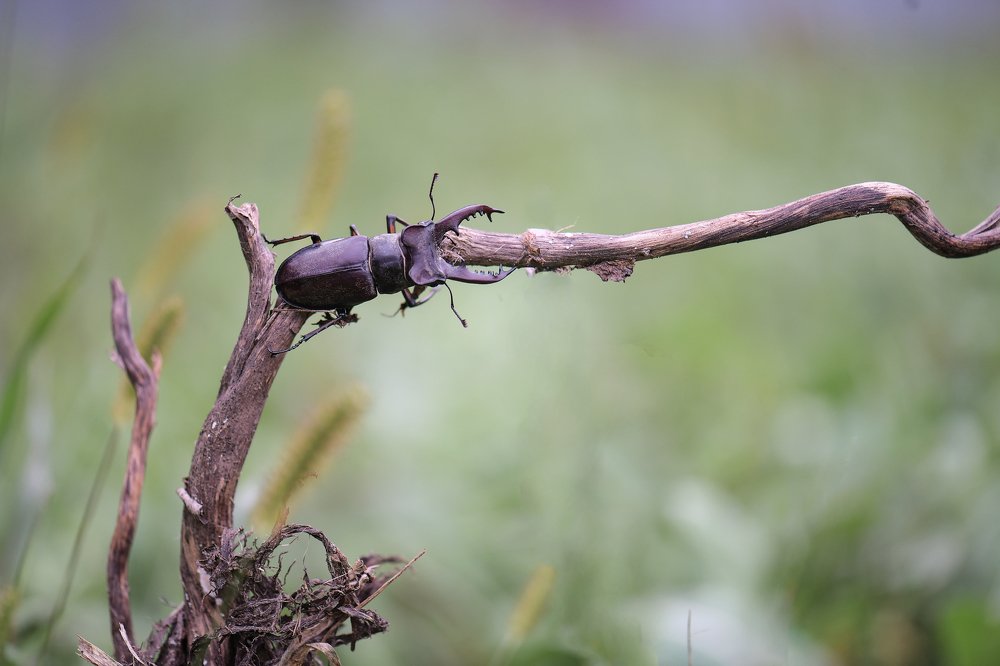 Photograph by Елена Осколкова
