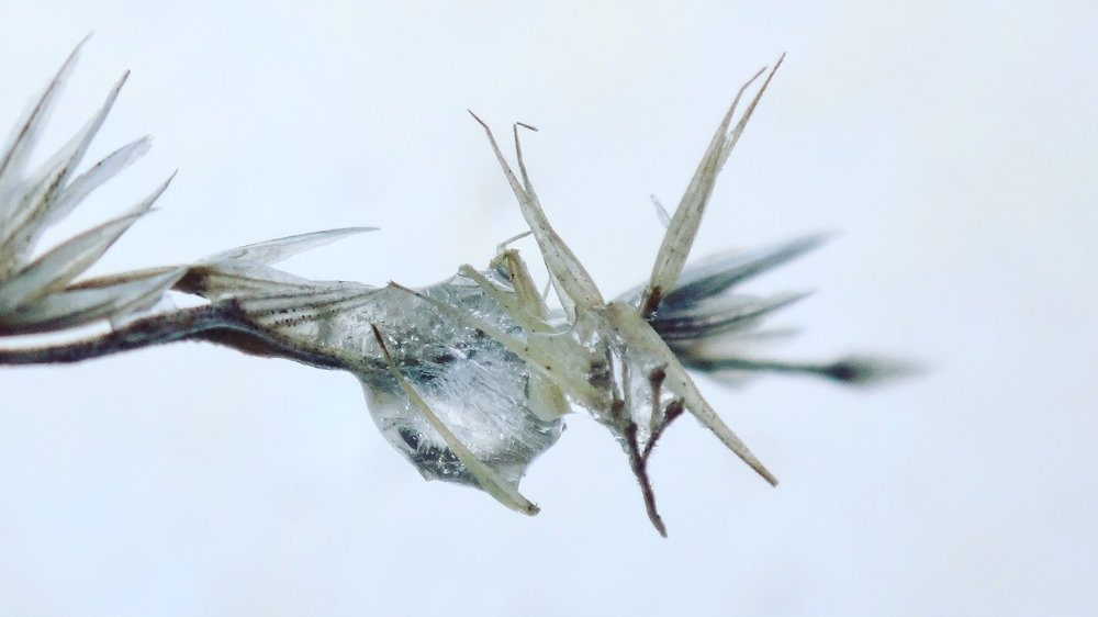 В белом сне.