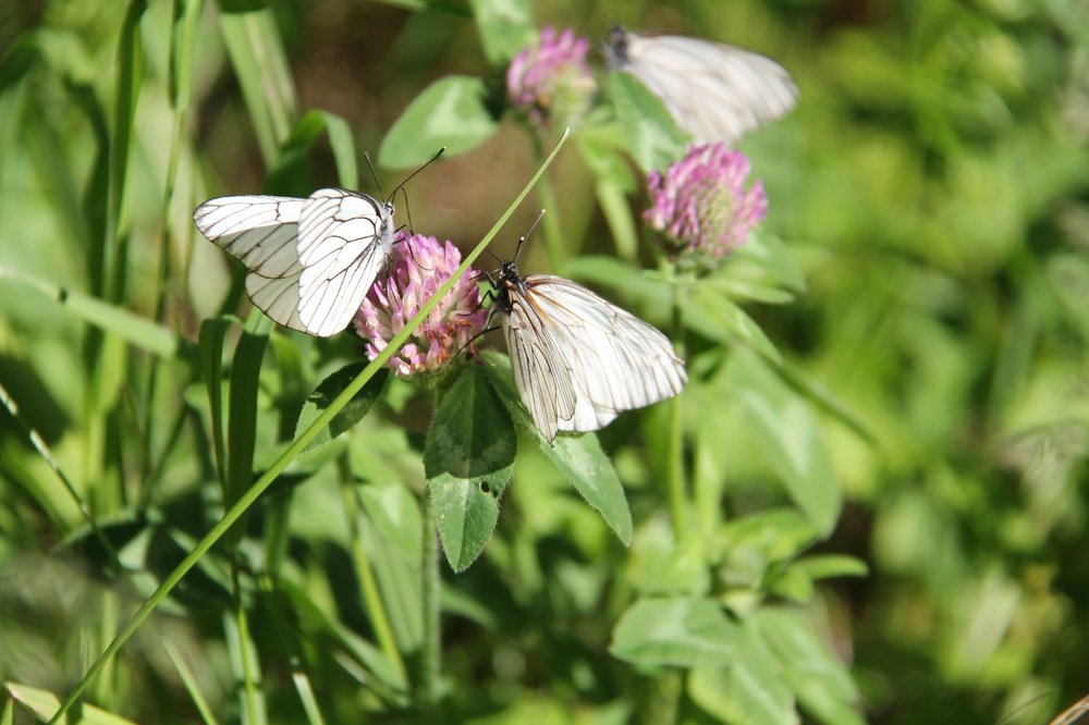 Photograph by Наталья Соловьева
