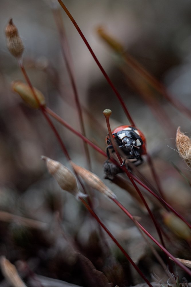 Photograph by Мария Стихарева