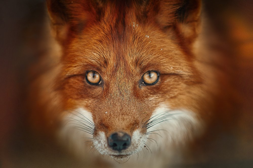 Photograph by Ксения Лысенкова