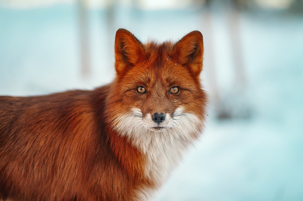 Photograph by Ксения Лысенкова