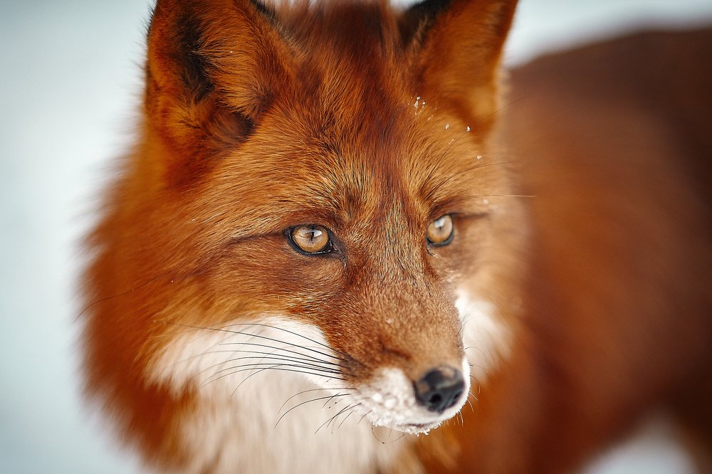 Photograph by Ксения Лысенкова