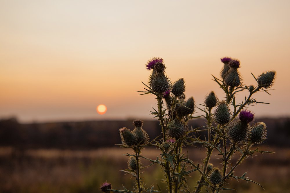 Фотография автора Екатерина Лапаева
