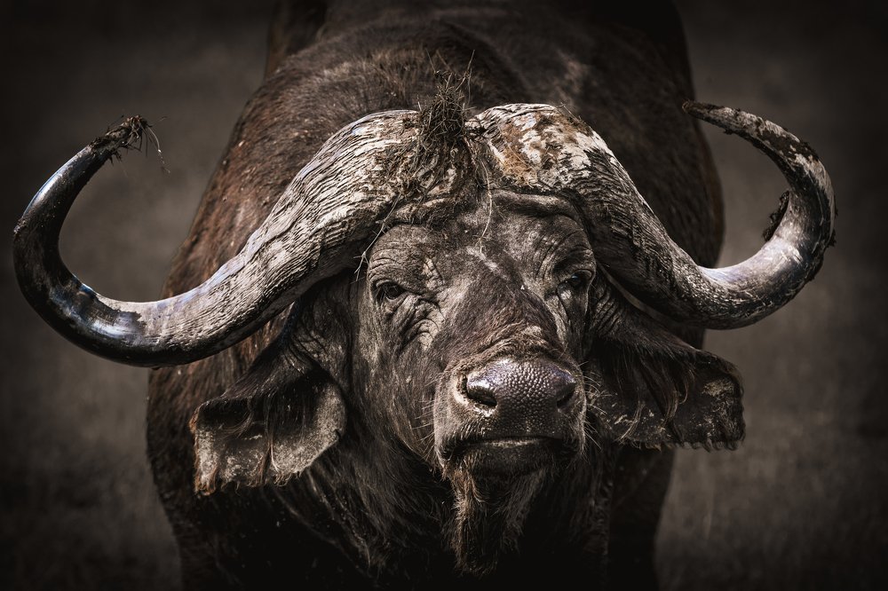 Старый солдат/Old soldier