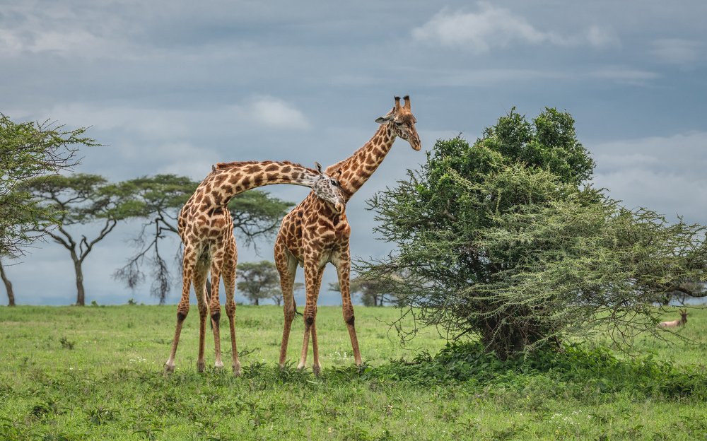 Жирафы Серенгети/Giraffes of the Serengeti