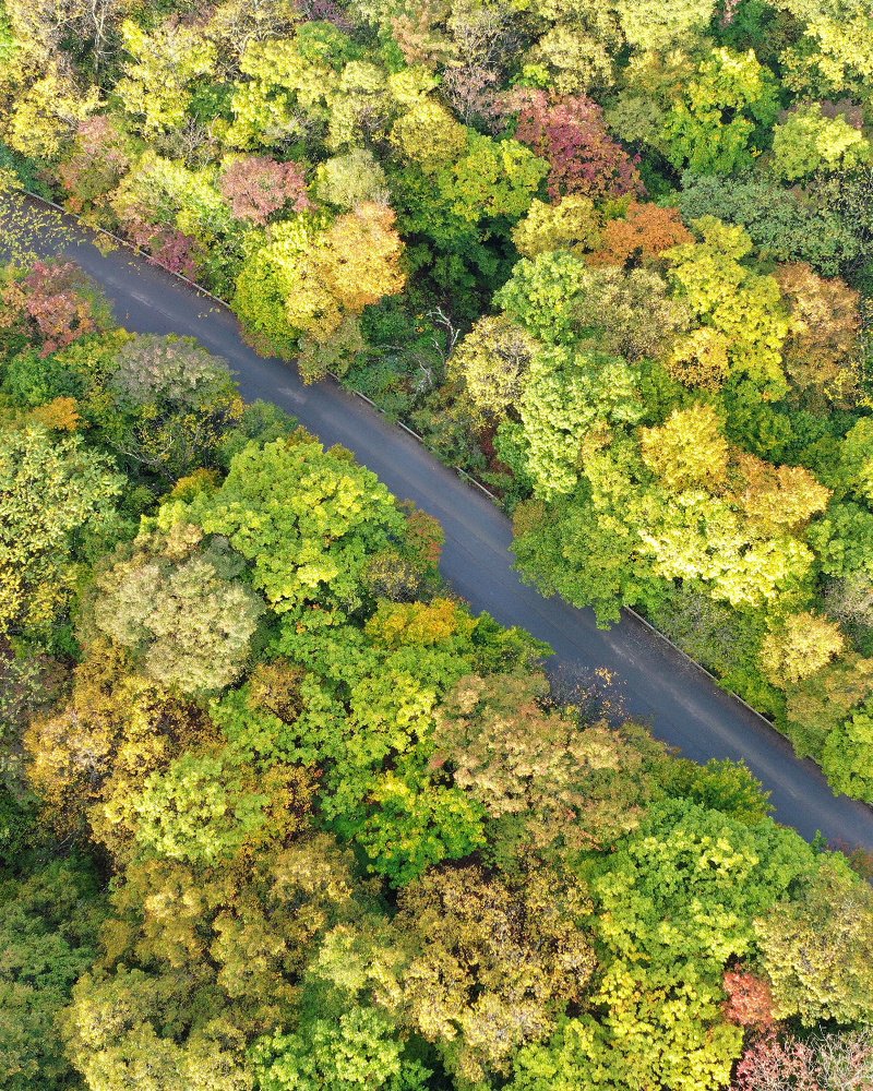 Осенний лес