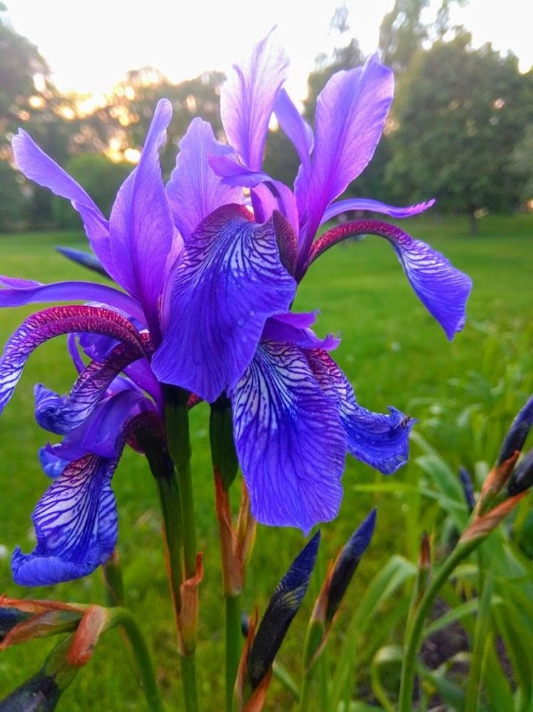 Ирисы во всей красе.