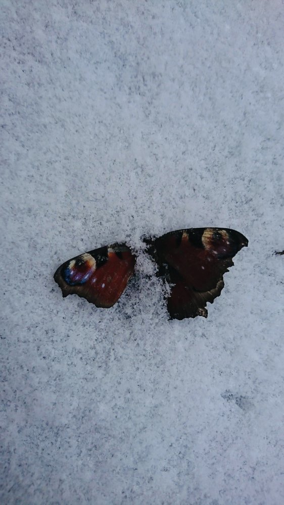 Не успела...