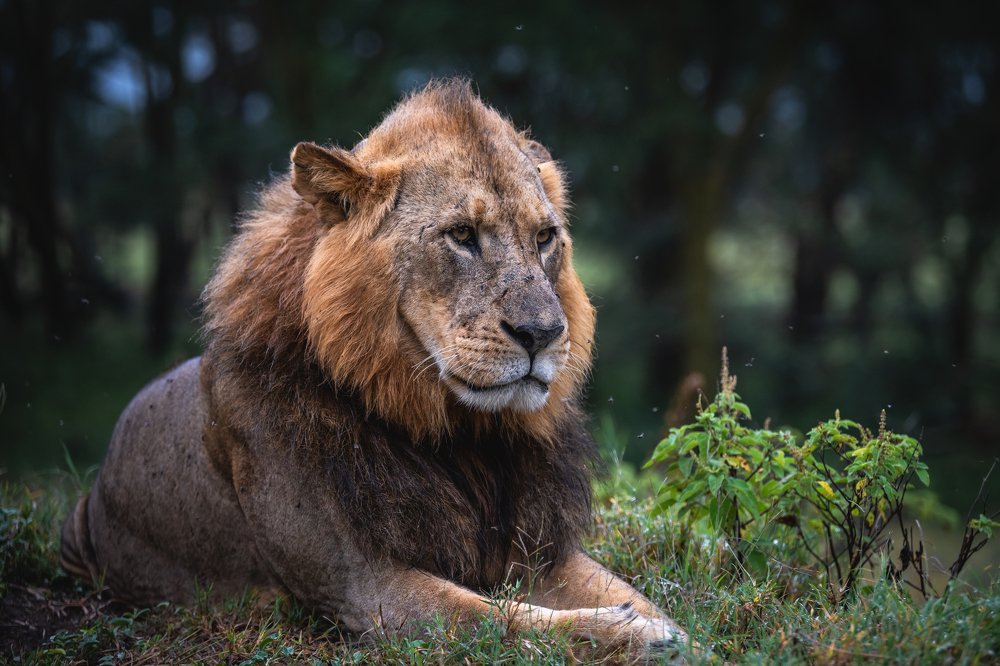 Царь зверей.